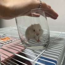 3 сирийский хомячка (все мальчики) белый- альбинос, в Москве