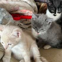 Котята, в Батайске