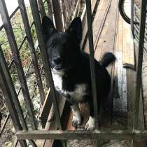 Щенок Бумер ищет семью, в Москве