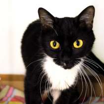 Общительной Белочке нужен лучший друг, в Москве