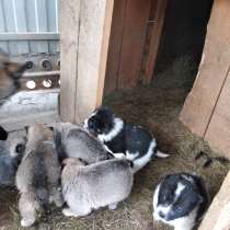 Продам щенков Восточно-Сибирской лайки, в Хабаровске