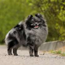 Pomeranian rare color chocolate merle, в г.Минск