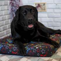 Лежак для собак крупных пород (Чёрный с яркими звёздами), в Москве