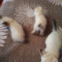 Котята меконгского бобтейла, в Ростове-на-Дону