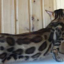 Бенгальский кот, в Москве
