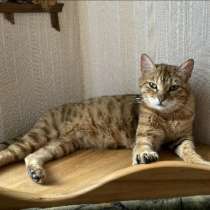 Красавица кошка ищет дом, в Санкт-Петербурге