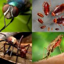 Уничтожение клещей, комаров и прочих насекомых, в Самаре
