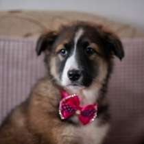 Щенок в добрые руки, в Москве