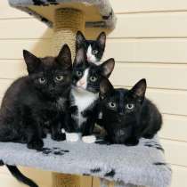Котята в добрые руки, в Иркутске