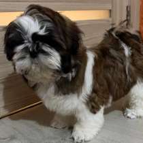 Щенок ши-тцу с родословной, в Тамбове