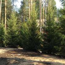 Посадка крупномерных деревьев ели и сосны обыкновенной, в Екатеринбурге