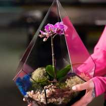 Флорариум с орхидеей, отличный подарок и предмет интерьера, в Краснодаре