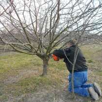 Кронирование, формирование плодовых деревьев в Пушкино, в Пушкино