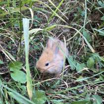 Карликовый кролик, в Саратове