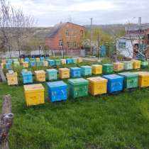 Продам пчелосемьи и пчелопакеты, в г.Луганск