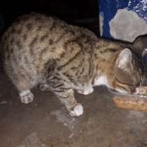 Ласковый котик, в Анжеро-Судженске