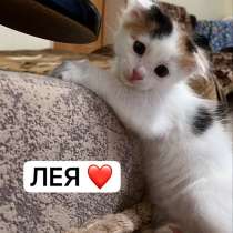 Отдаю котят в добрые и заботливые руки, в Новочебоксарске
