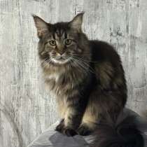 Мейн-кун в хороши руки, в Сургуте