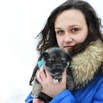 Продаются активные щеночки породы западно-сибирской лайки от дипломированных предков, в г.Минск