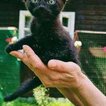 Черный котенок ищет хозяина !, в Москве