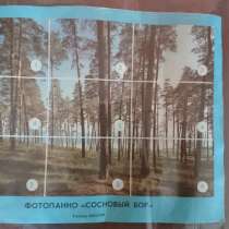 Продам фотообои "Сосновый бор, в Екатеринбурге