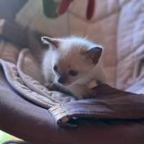 Сиамский котенок, в Туле