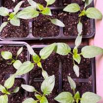 Рассада сладких перцев, 2 удачных сорта, в Москве