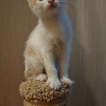 Пасхальные котята! Родились во время схождения Благодатного, в Химках