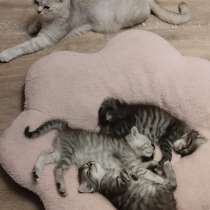 Отдам котят, в Находке