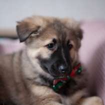 Щенок в добрые руки, в Химках