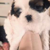 Щенок ши-тцу, в Курске