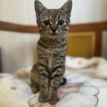 Любопытная и нежная Тоси ищет дом (2 мес), в Москве