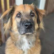 Пушистый рыжий пёс Миша в добрые руки, в Москве