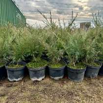 Можжевельник казацкий, в Еманжелинске