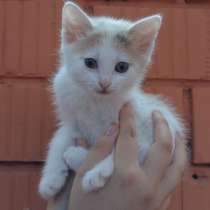Котёнок в добрые руки, в Чебоксарах