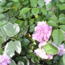 Роза плетистая, в Москве