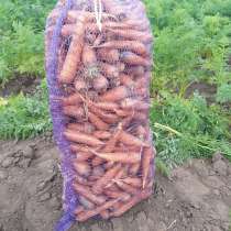 Морковь от производителя для готовки и производства сока, в Барнауле