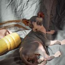 Male Elf sphynx ❤️ малыш эльф сфинкс, в Москве