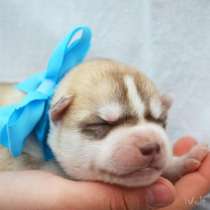 Продаем щенки породы хаски породные от редких кровей, в г.Минск