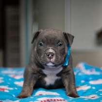 Американский Булли, в Челябинске