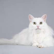 Котик Тимоша ищет доброе сердце, в Москве