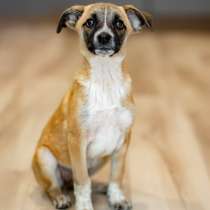 Лизи ищет дом!, в Москве