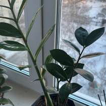 Цветы, в Барнауле