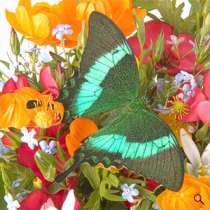 Живые бабочки в подарок, в Новосибирске