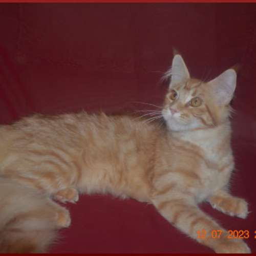 кун волгограде