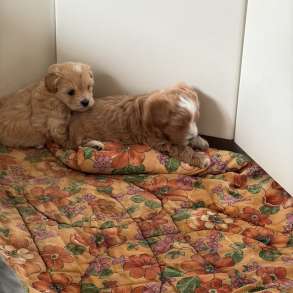 Мальтипу, в г.Хадера