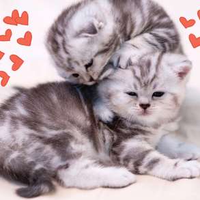 Сладкие малыши на продажу. Шотландцы и британцы, в Москве