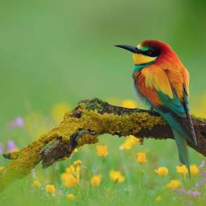 Золотистая щурка, в Москве