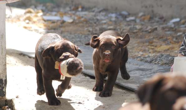 Шоколадные щенки лабрадора в Симферополе