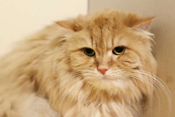 Подойдет ли вам кошечка Кася